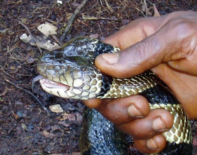 Boulengerina annulata